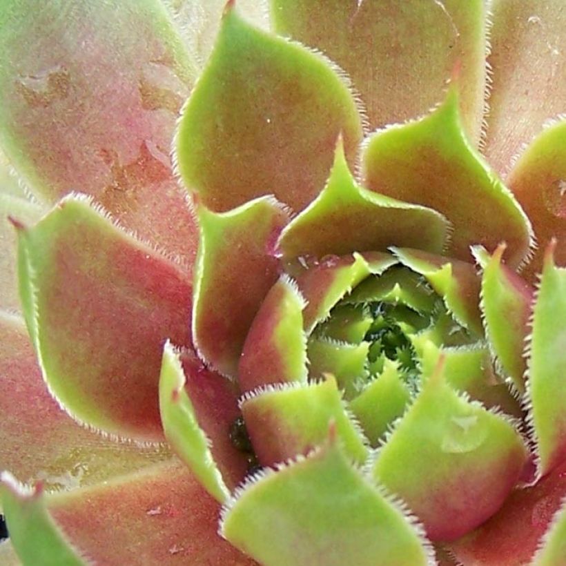 Sempervivum Pseudo-ornatum (Folhagem)