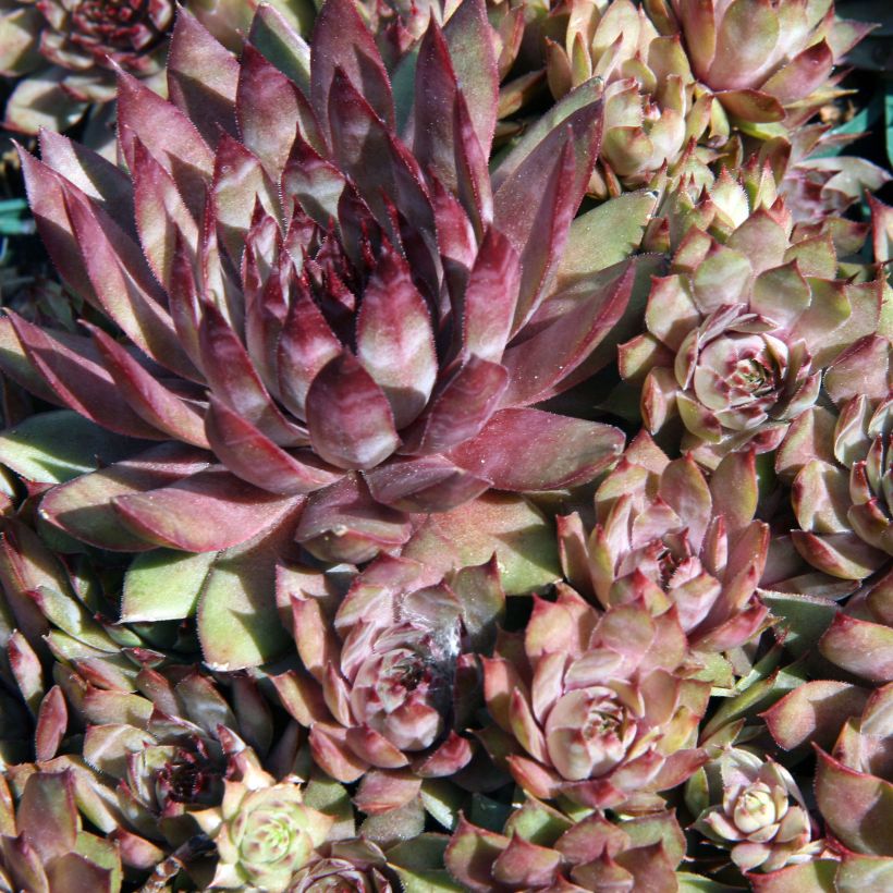 Sempervivum Purple Beauty (Folhagem)
