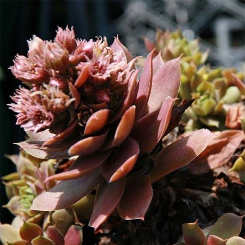 Sempervivum Purple Beauty (Floração)