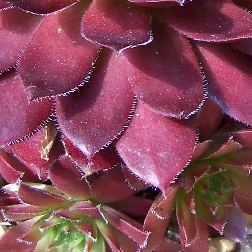 Sempervivum Rubin (Folhagem)