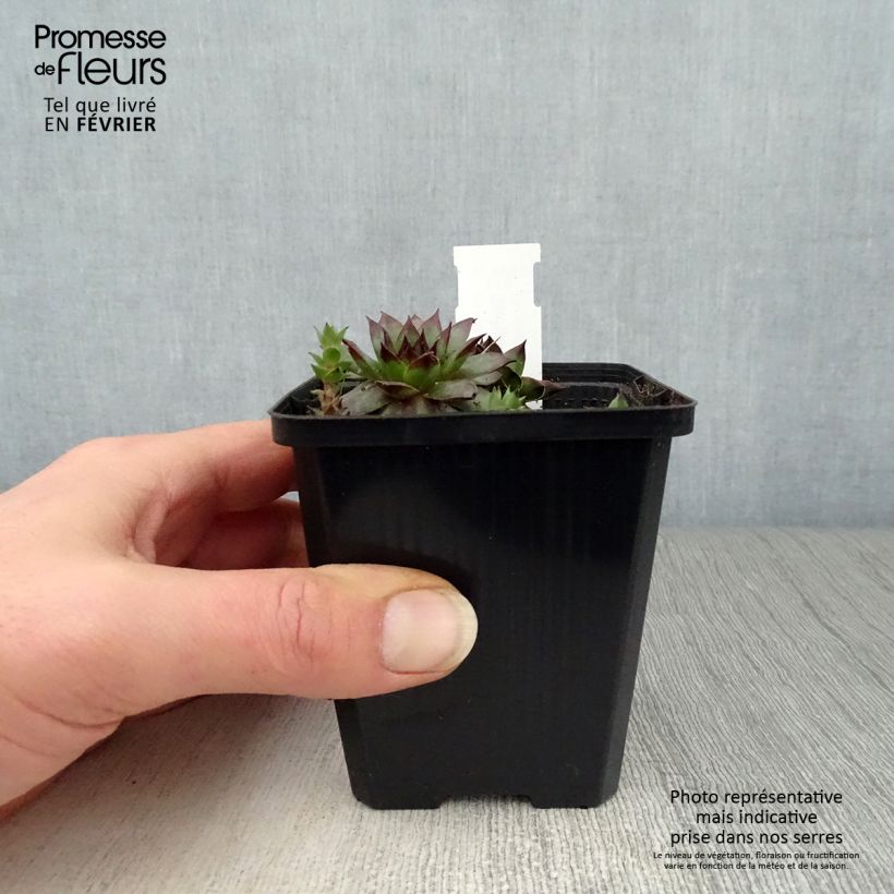 Amostra de Sempervivum Rubin - Joubarbe pourpre clair Vaso de 8/9 cm tal como entregue no inverno