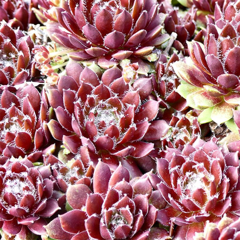 Sempervivum Silberkarneol (Folhagem)