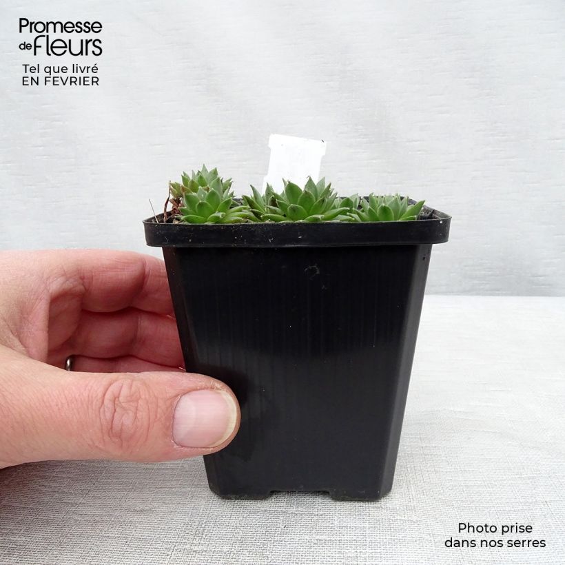 Amostra de Sempervivum Silberkarneol Vaso de 8/9 cm tal como entregue no inverno