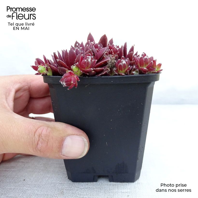 Amostra de Sempervivum Silberkarneol Vaso de 8/9 cm tal como entregue na primavera