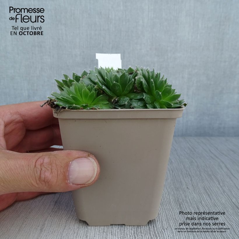 Amostra de Sempervivum Silberkarneol Vaso de 8/9 cm tal como entregue no outono