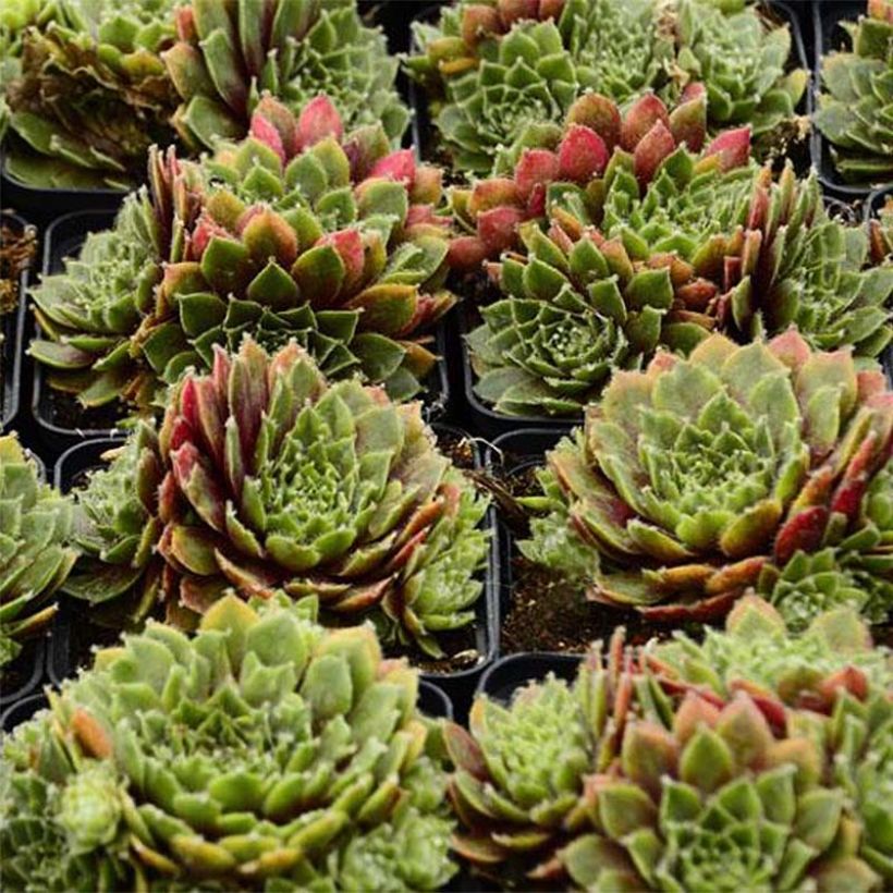 Sempervivum erythraeum Red Velvet (Folhagem)