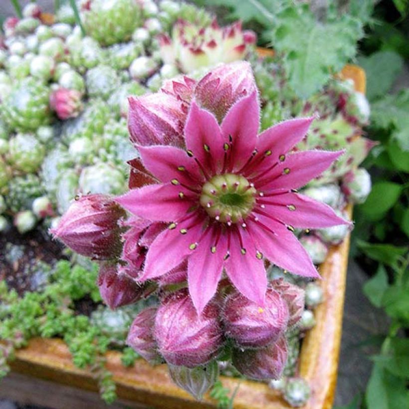 Sempervivum arachnoideum (Floração)