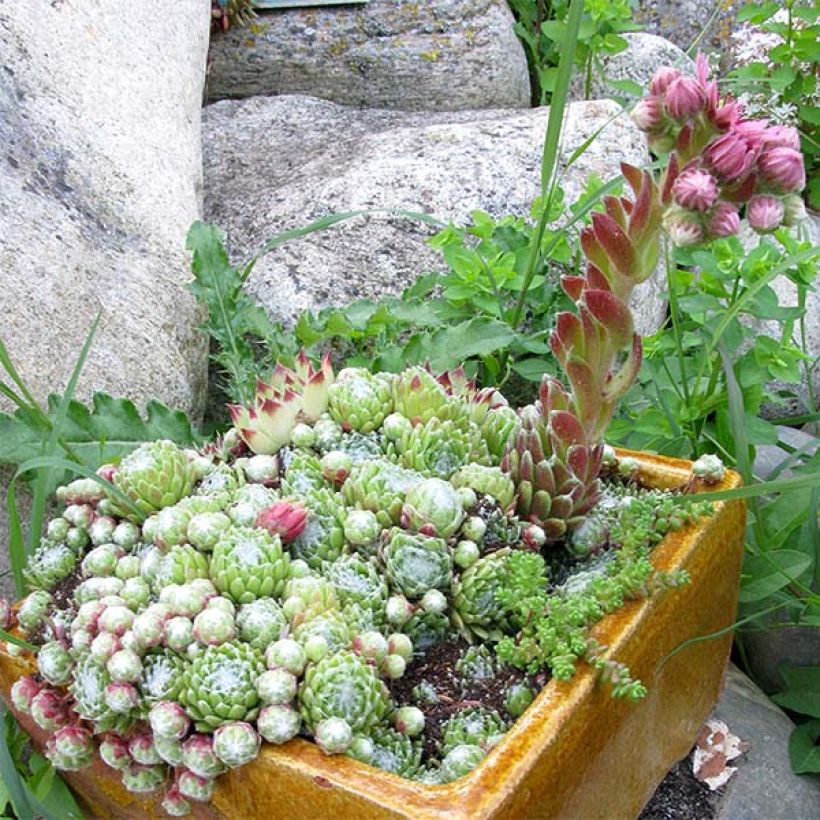 Sempervivum arachnoideum (Hábito)