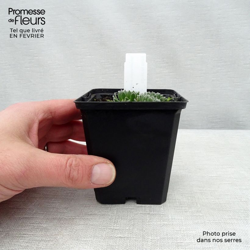 Amostra de Sempervivum arachnoideum - Joubarbe à toile d'araignée Godet de 8/9 cm tal como entregue no inverno