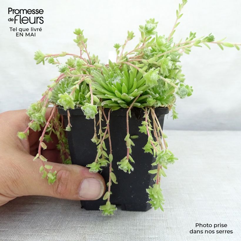 Amostra de Sempervivum arachnoideum Vaso de 8/9 cm tal como entregue na primavera