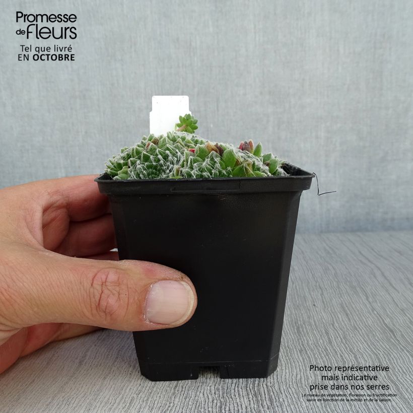 Amostra de Sempervivum arachnoideum Vaso de 8/9 cm tal como entregue no outono