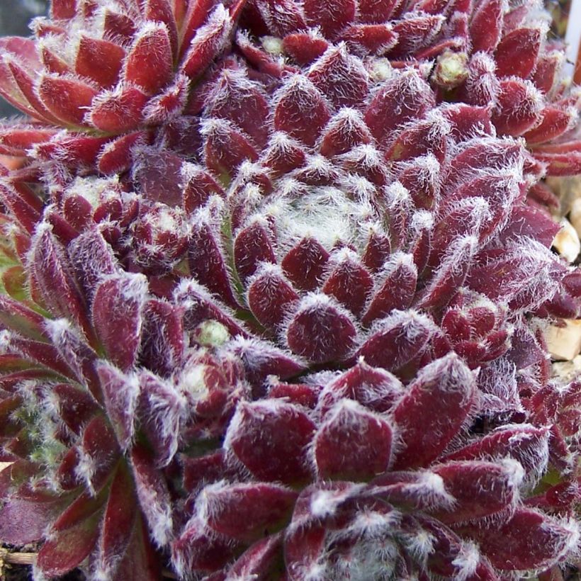 Sempervivum arachnoideum Rubrum (Folhagem)