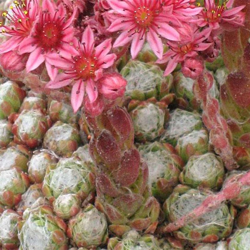 Sempervivum arachnoideum Rubrum (Floração)