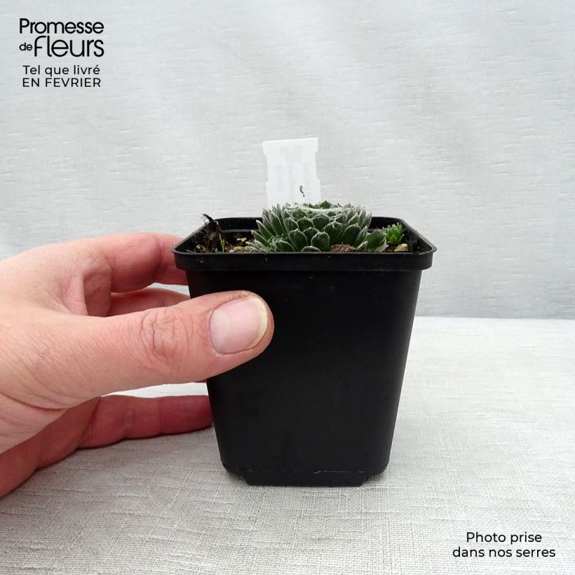 Amostra de Sempervivum arachnoideum Rubrum Godet de 8/9 cm tal como entregue no inverno