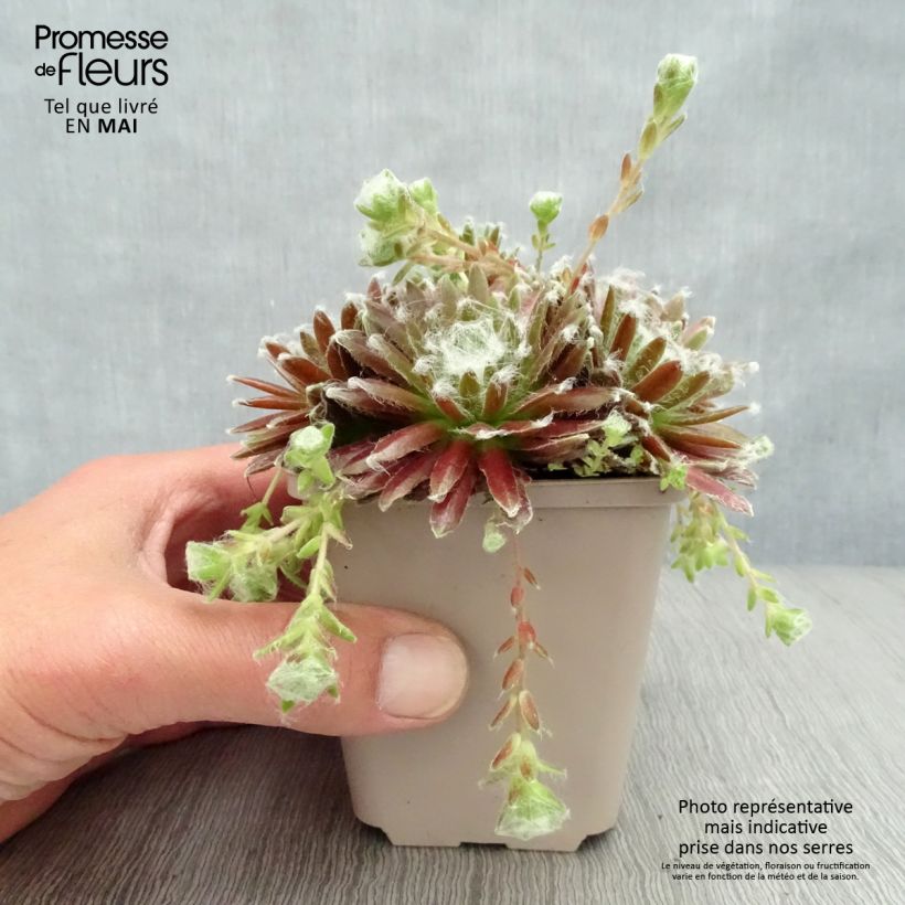 Amostra de Sempervivum arachnoideum Rubrum Vaso de 8/9 cm tal como entregue na primavera