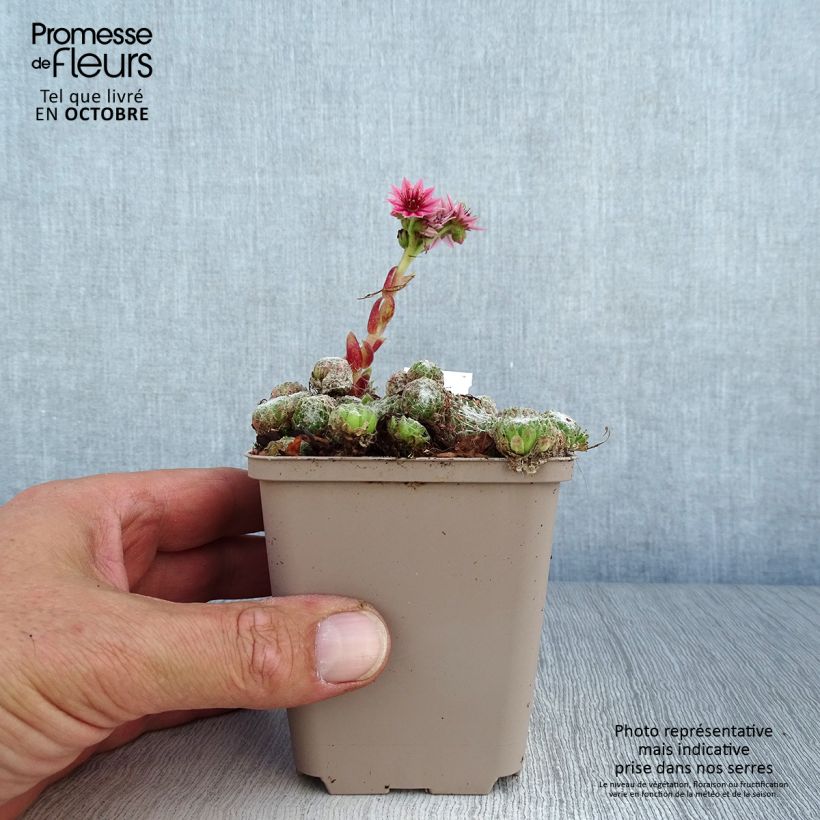 Amostra de Sempervivum arachnoideum Rubrum Vaso de 8/9 cm tal como entregue no outono