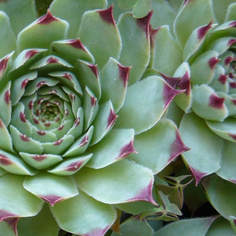 Sempervivum calcareum - Sempre-viva-dos-telhados (Folhagem)