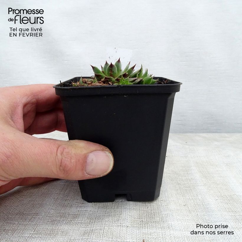 Amostra de Sempervivum calcareum - Sempre-viva-dos-telhados Vaso de 8/9 cm tal como entregue no inverno