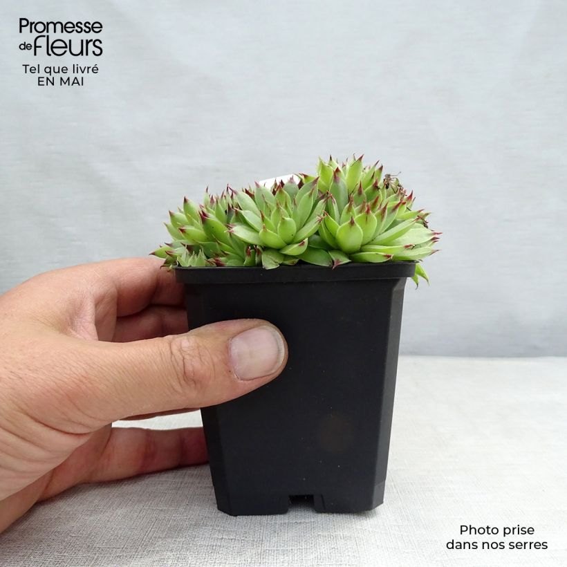 Amostra de Sempervivum calcareum - Sempre-viva-dos-telhados Vaso de 8/9 cm tal como entregue na primavera