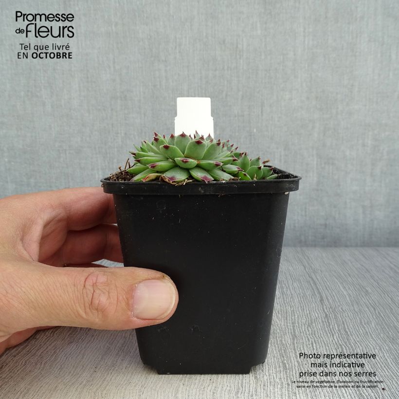 Amostra de Sempervivum calcareum - Sempre-viva-dos-telhados Vaso de 8/9 cm tal como entregue no outono