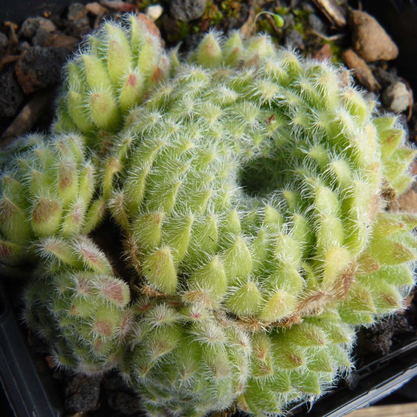 Sempervivum ciliosum var. borisii - Sempre-viva-dos-telhados (Hábito)
