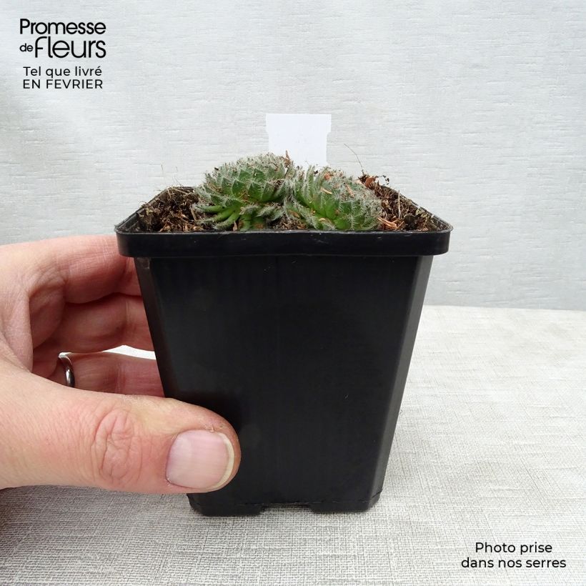 Amostra de Sempervivum ciliosum var. borisii - Joubarbe ciliée Godet de 8/9 cm tal como entregue no inverno