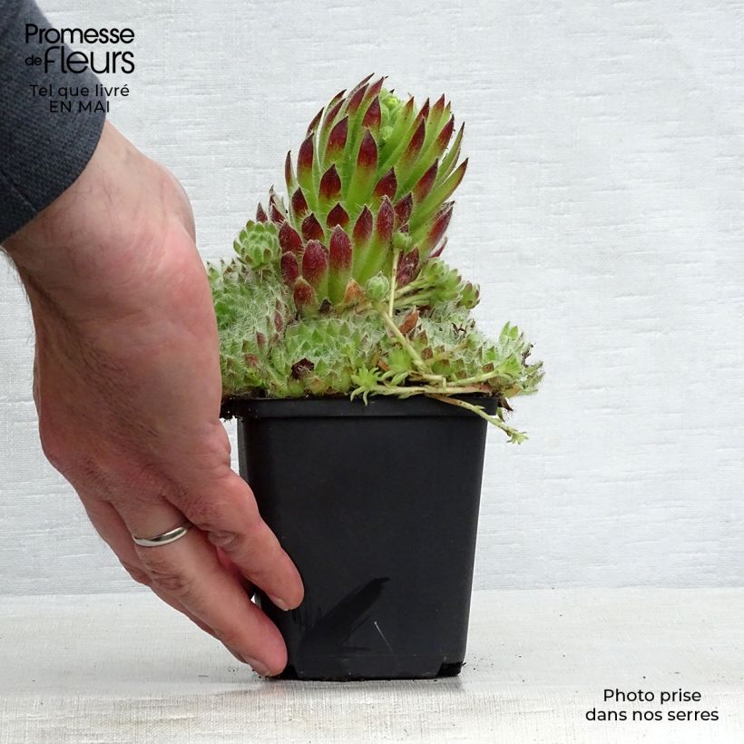 Amostra de Sempervivum ciliosum var. borisii - Sempre-viva-dos-telhados Vaso de 8/9 cm tal como entregue na primavera