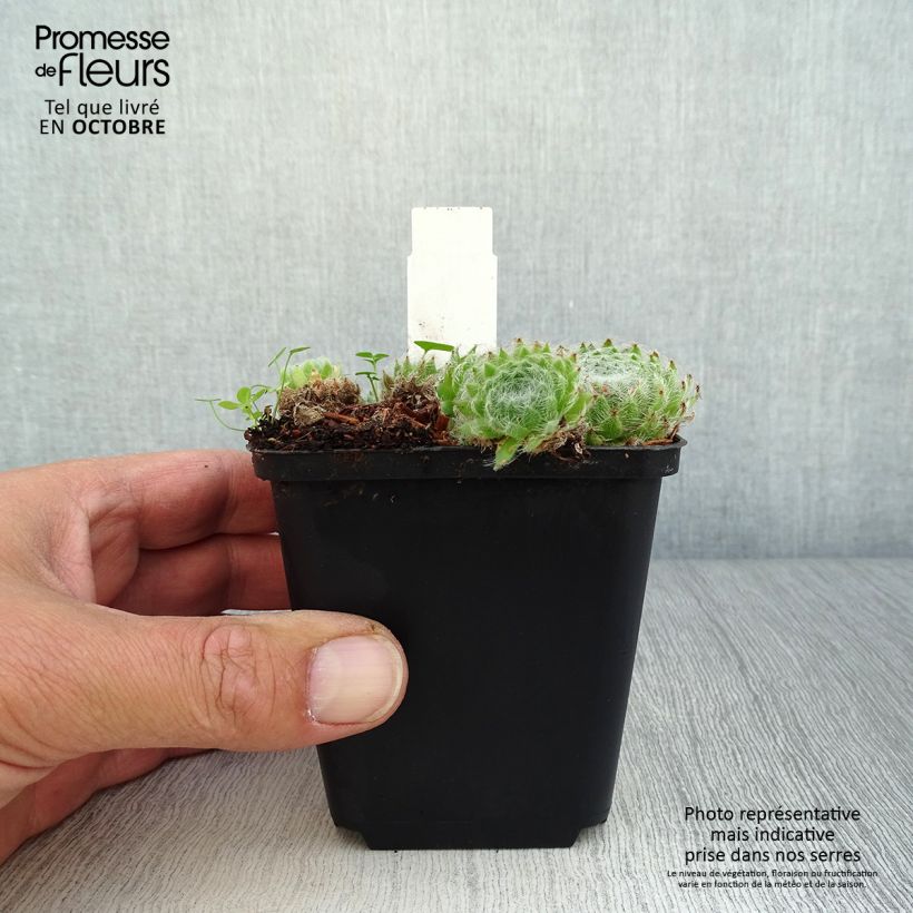 Amostra de Sempervivum ciliosum var. borisii - Sempre-viva-dos-telhados Vaso de 8/9 cm tal como entregue no outono
