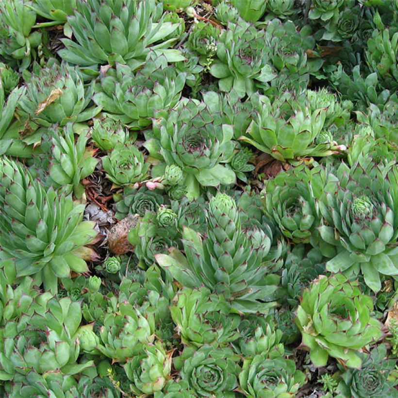 Sempervivum tectorum - Saião curto (Folhagem)