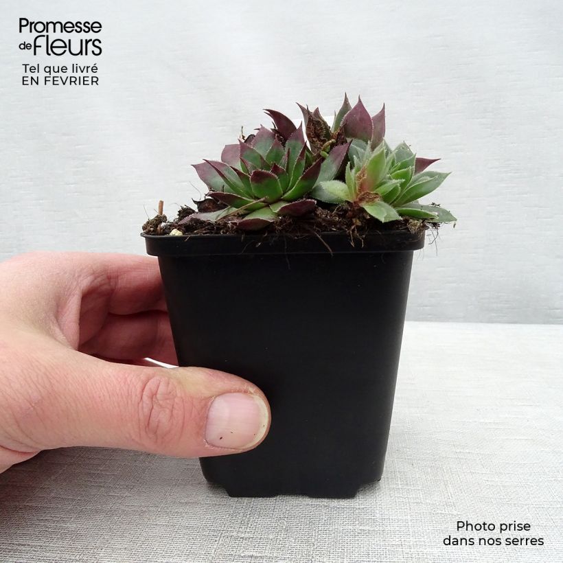 Amostra de Sempervivum tectorum - Saião curto Vaso de 8/9 cm tal como entregue no inverno
