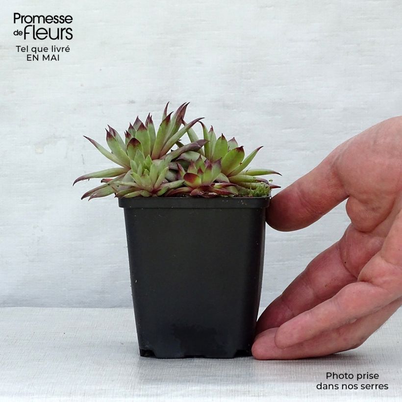 Amostra de Sempervivum tectorum - Saião curto Vaso de 8/9 cm tal como entregue na primavera