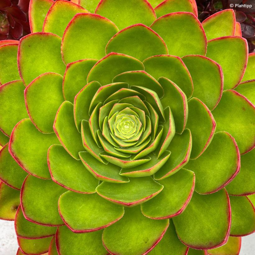 Semponium Diamond (Folhagem)