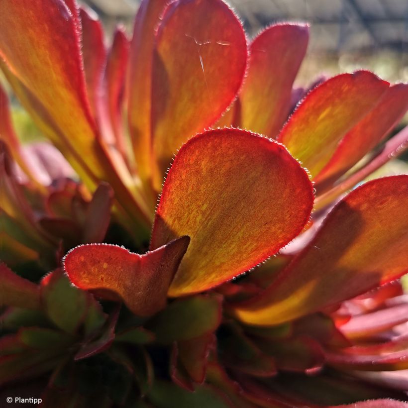 Semponium Sienna (Folhagem)