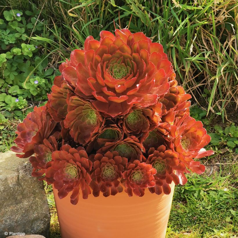 Semponium Sienna (Hábito)