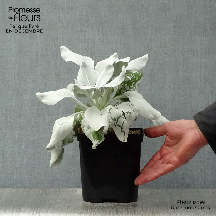 Amostra de Senecio cineraria var. candicans Angel Wings Vaso de 2 L/3 L tal como entregue no inverno