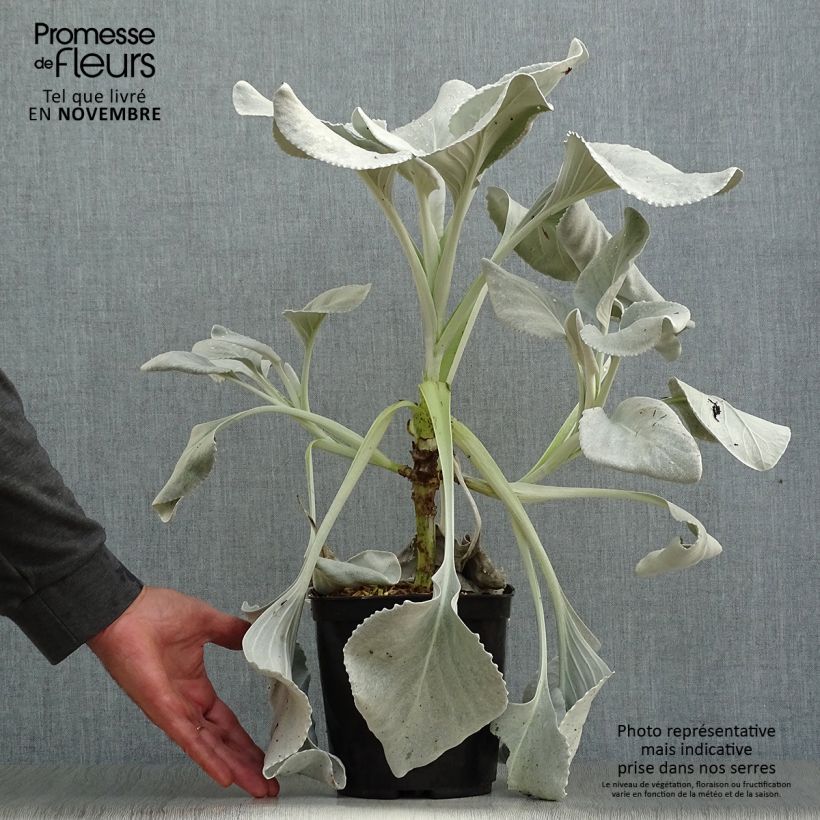 Amostra de Senecio cineraria var. candicans Angel Wings Vaso de 2 L/3 L tal como entregue no outono