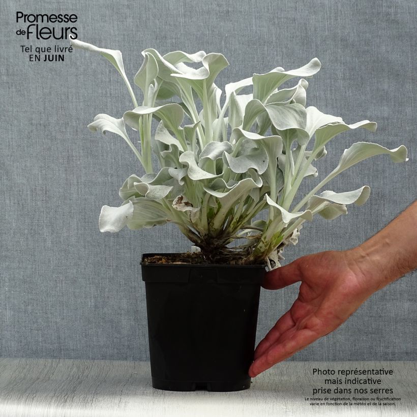 Amostra de Senecio cineraria var. candicans Angel Wings Vaso de 2 L/3 L tal como entregue no verão