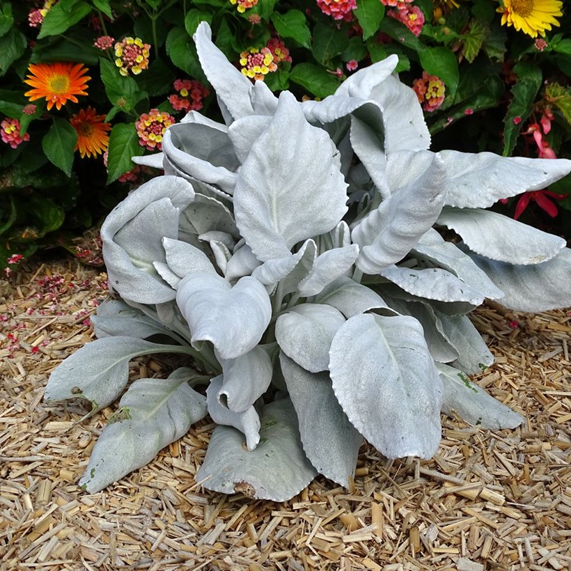 Senecio cineraria var. candicans Angel Wings (Hábito)