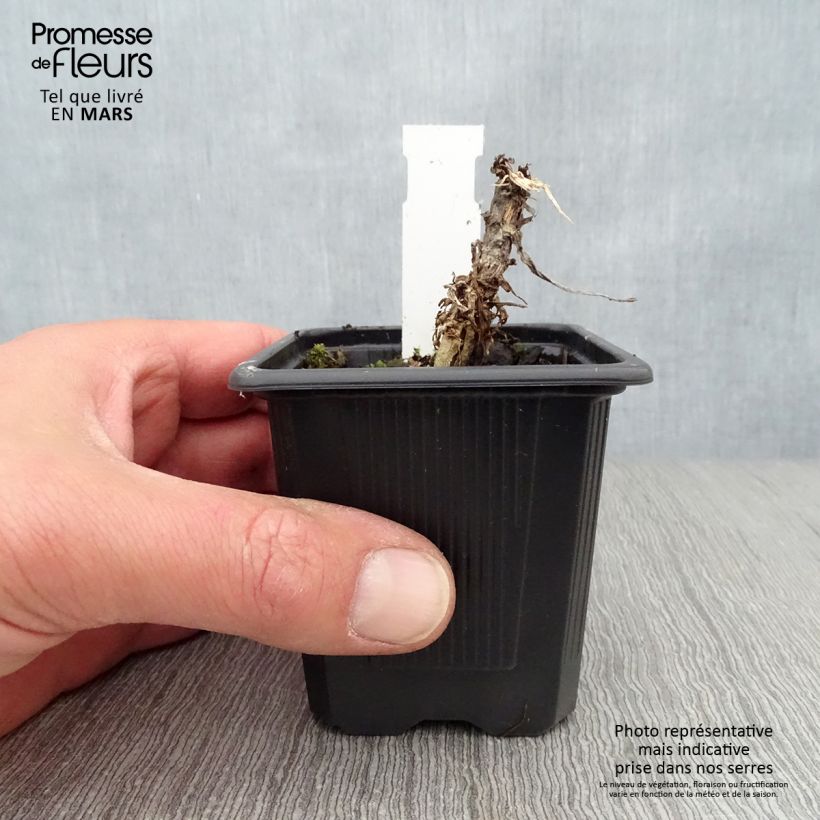 Amostra de Senecio Donkey's Ears Vaso de 8/9 cm tal como entregue na primavera