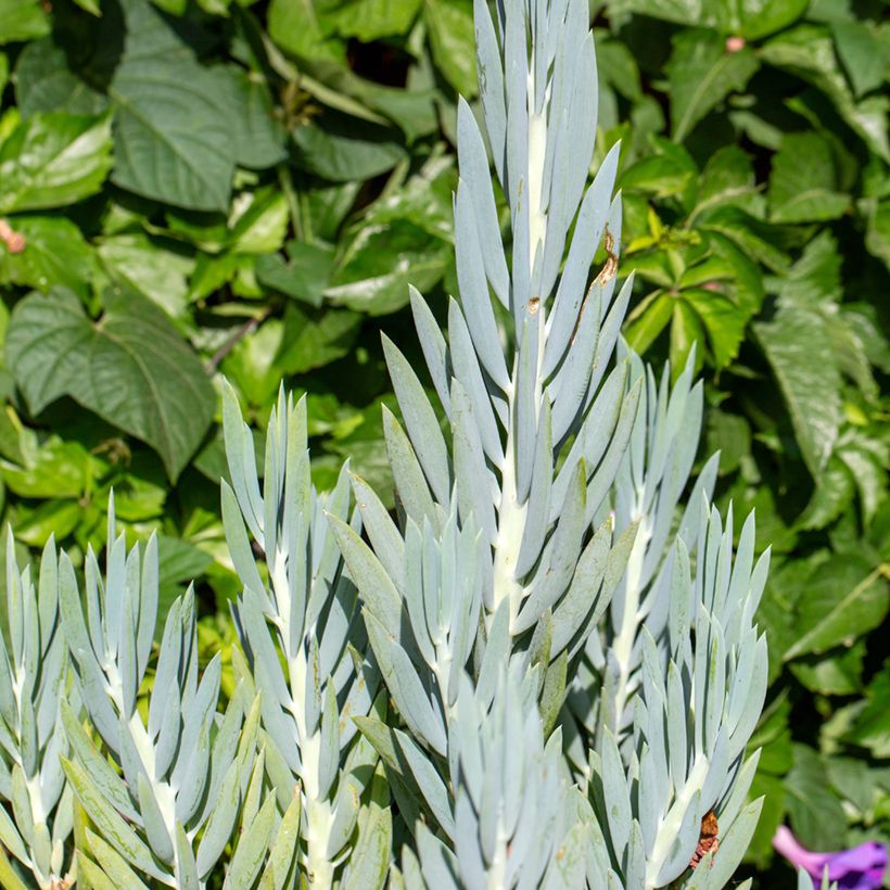 Senecio ficoides (Folhagem)
