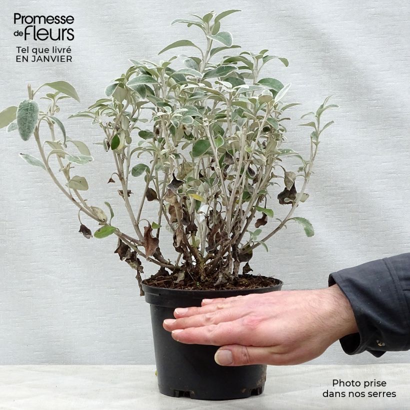 Amostra de Senecio greyi Sunshine - Seneçon en arbre Vaso de 2 L/3 L tal como entregue no inverno