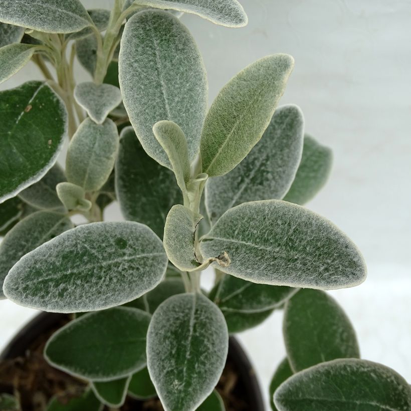 Senecio greyi Sunshine (Folhagem)