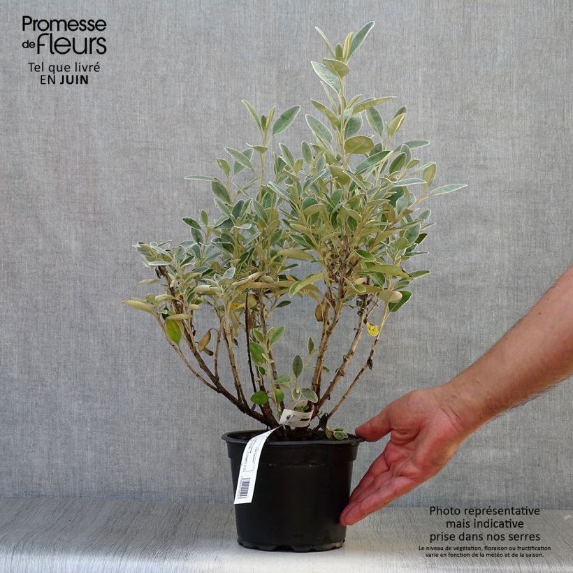 Amostra de Senecio greyi Sunshine Vaso de 2 L/3 L tal como entregue no verão