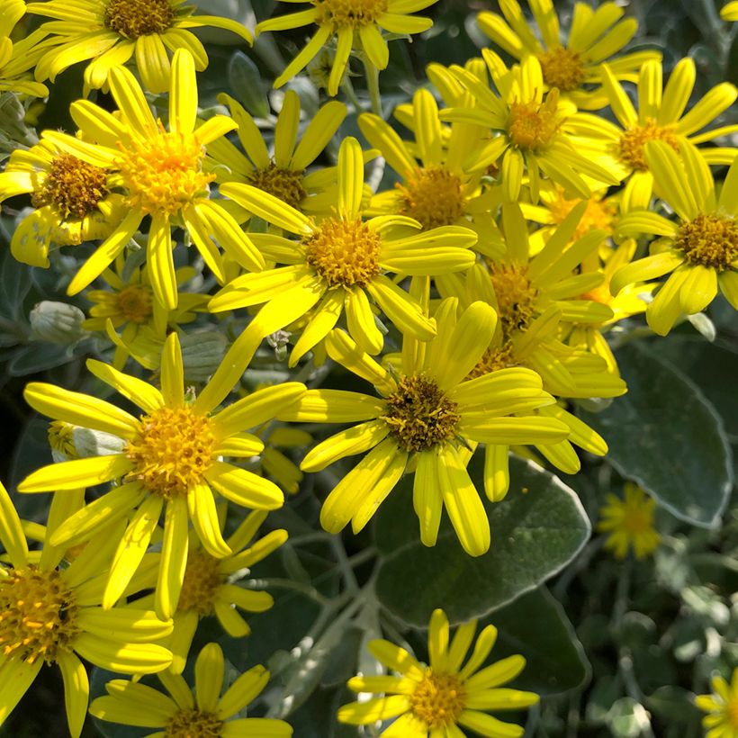 Senecio greyi Sunshine (Floração)