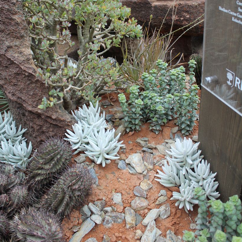 Senecio hawortii (Hábito)