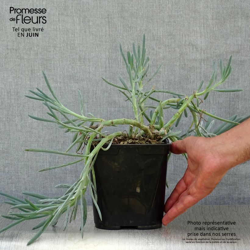 Amostra de Senecio talinoides subsp. mandraliscae Vaso de 2 L/3 L tal como entregue no verão