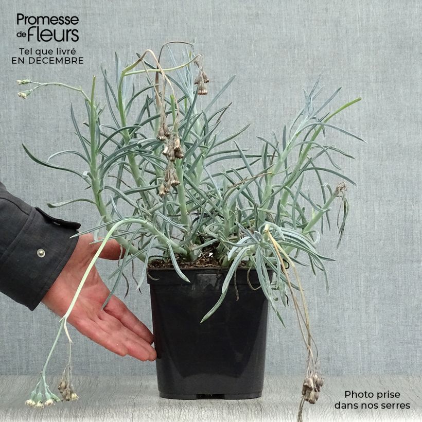 Amostra de Senecio mandraliscae Vaso de 2 L/3 L tal como entregue no inverno