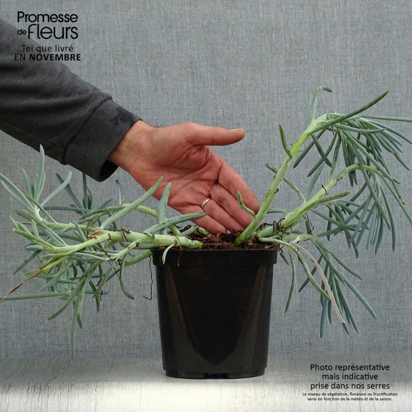 Amostra de Senecio talinoides subsp. mandraliscae Vaso de 2 L/3 L tal como entregue no outono