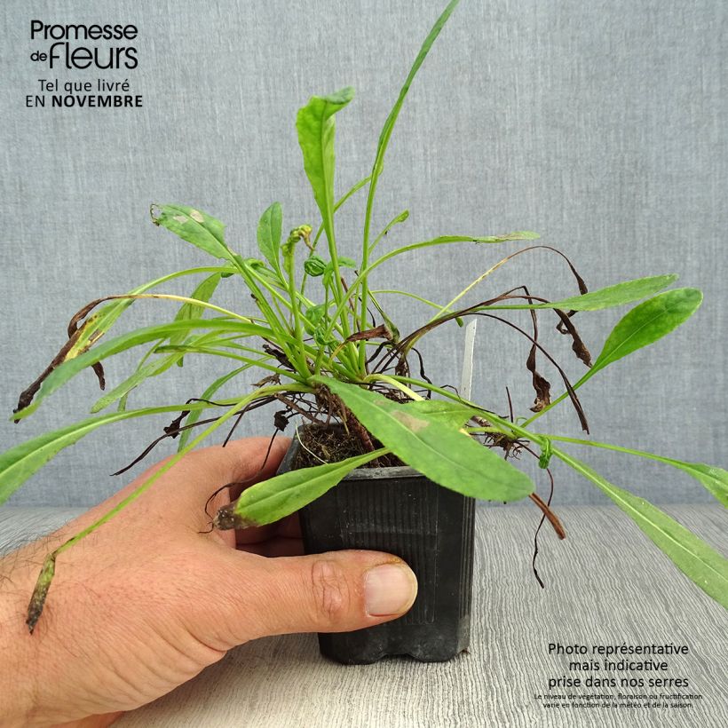 Amostra de Senecio polyodon Vaso de 8/9 cm tal como entregue no outono