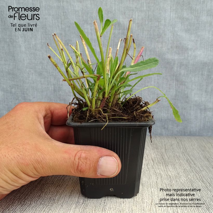 Amostra de Senecio polyodon Vaso de 8/9 cm tal como entregue no verão